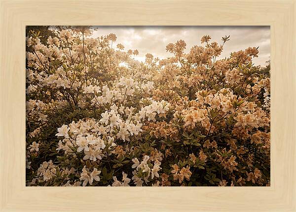 Azalea Cluster Blossoms At Dusk