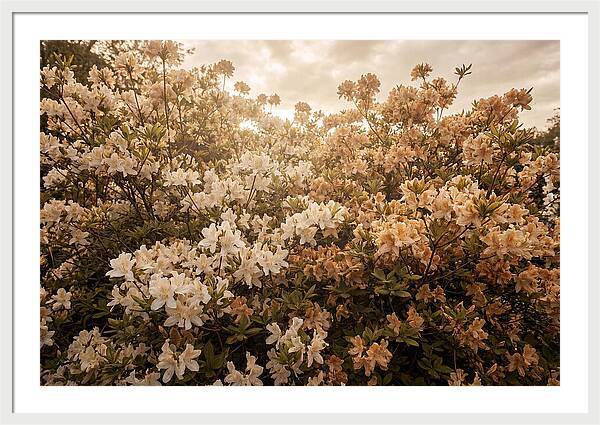 Azalea Cluster Blossoms At Dusk