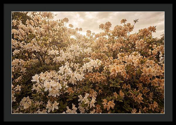 Azalea Cluster Blossoms At Dusk