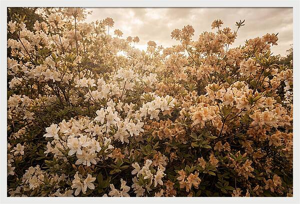 Azalea Cluster Blossoms At Dusk