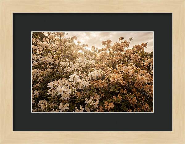 Azalea Cluster Blossoms At Dusk