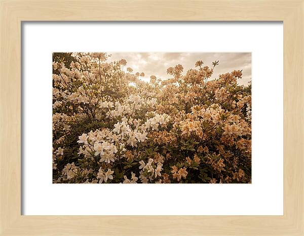 Azalea Cluster Blossoms At Dusk