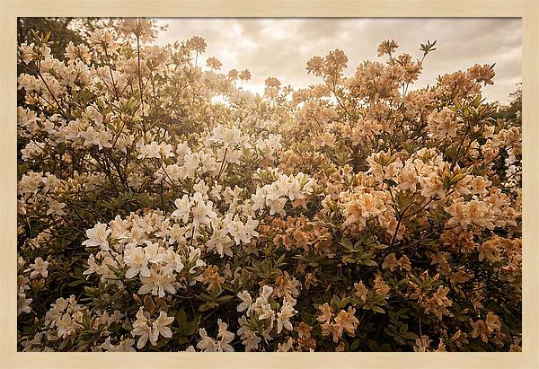 Azalea Cluster Blossoms At Dusk