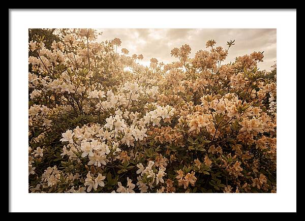 Azalea Cluster Blossoms At Dusk