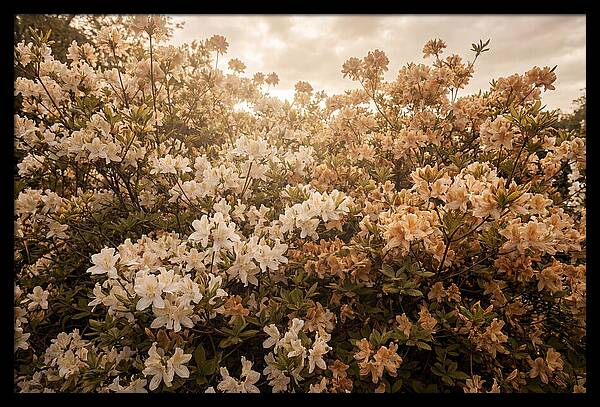 Azalea Cluster Blossoms At Dusk