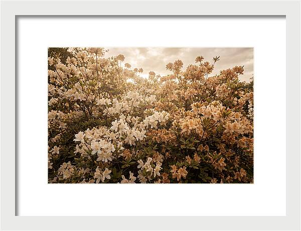 Azalea Cluster Blossoms At Dusk