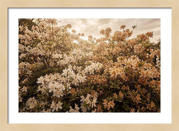 Azalea Cluster Blossoms At Dusk