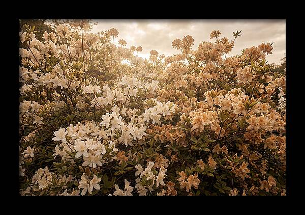 Azalea Cluster Blossoms At Dusk