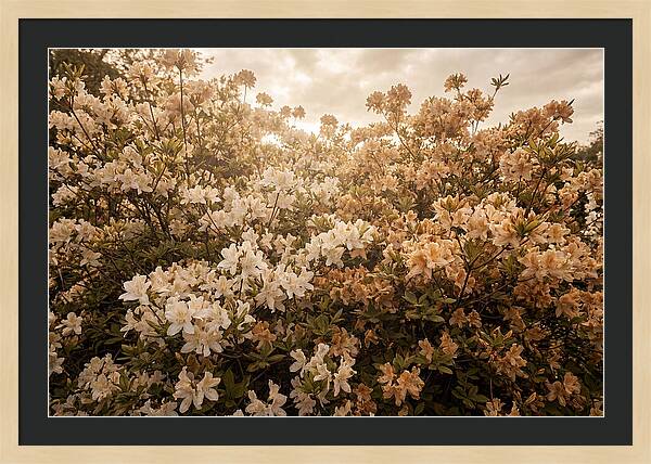 Azalea Cluster Blossoms At Dusk