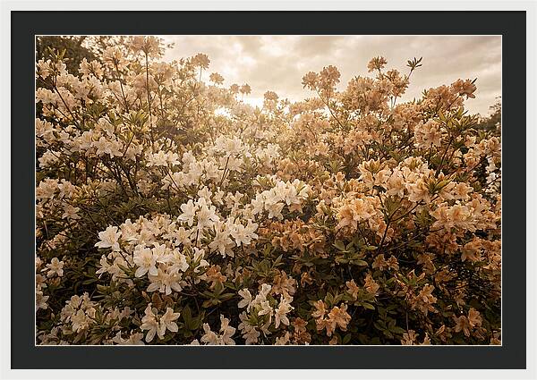 Azalea Cluster Blossoms At Dusk