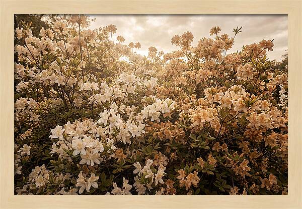 Azalea Cluster Blossoms At Dusk