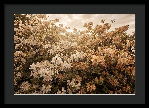 Azalea Cluster Blossoms At Dusk
