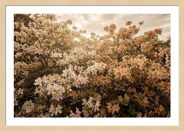 Azalea Cluster Blossoms At Dusk