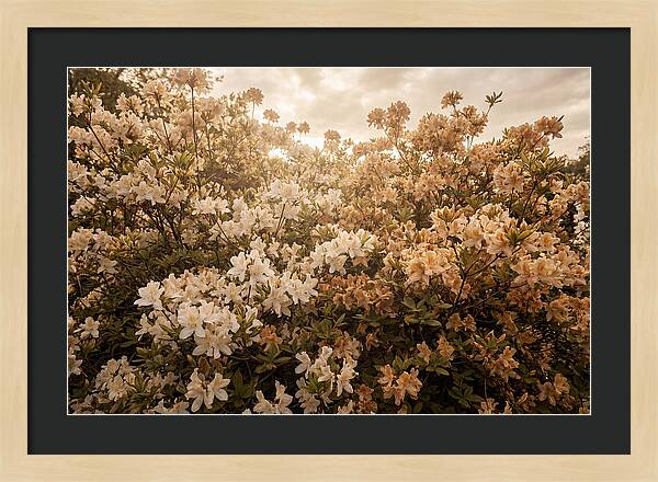 Azalea Cluster Blossoms At Dusk