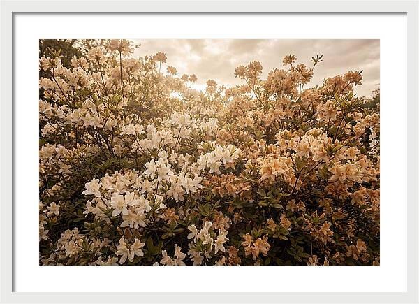 Azalea Cluster Blossoms At Dusk