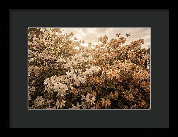 Azalea Cluster Blossoms At Dusk