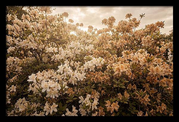 Azalea Cluster Blossoms At Dusk