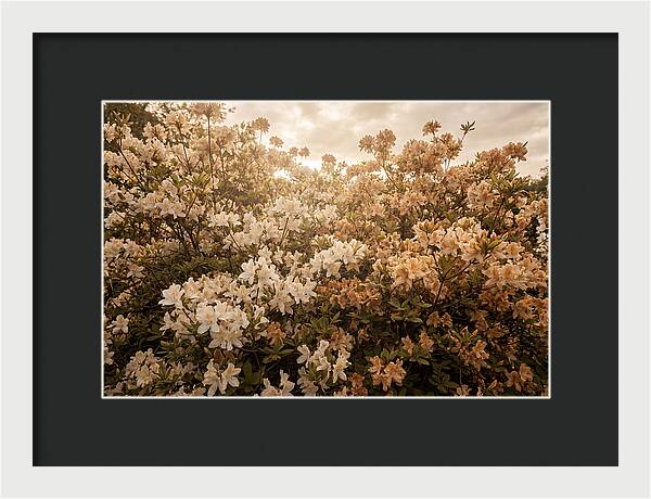 Azalea Cluster Blossoms At Dusk