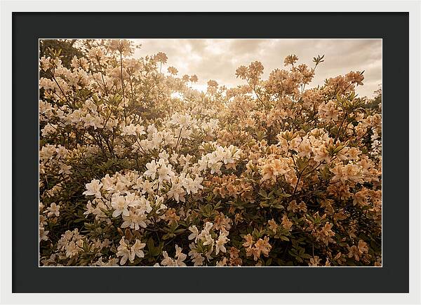 Azalea Cluster Blossoms At Dusk