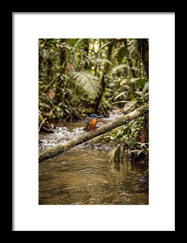 Azure Kingfisher Perched Above Water