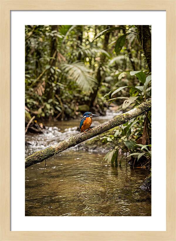 Azure Kingfisher Perched Above Water