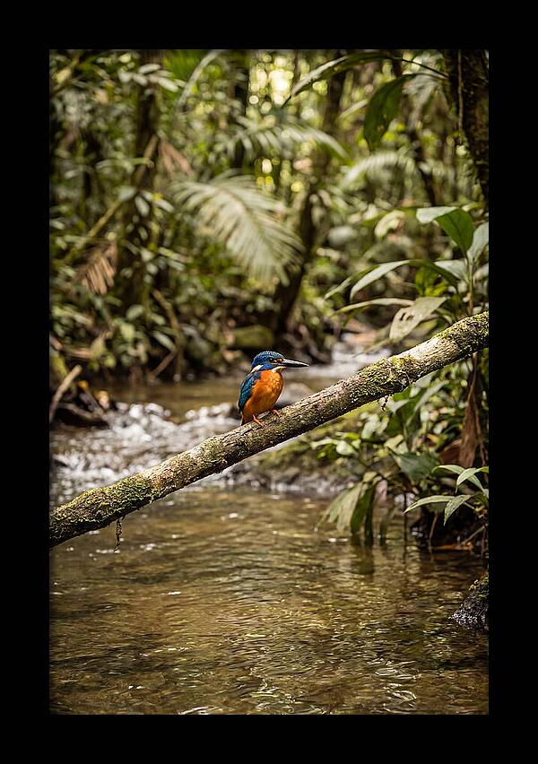 Azure Kingfisher Perched Above Water