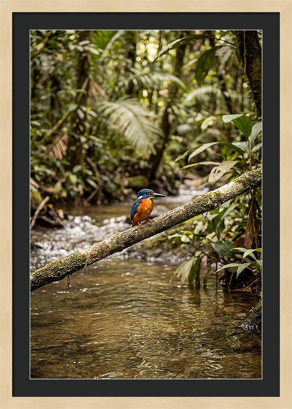 Azure Kingfisher Perched Above Water