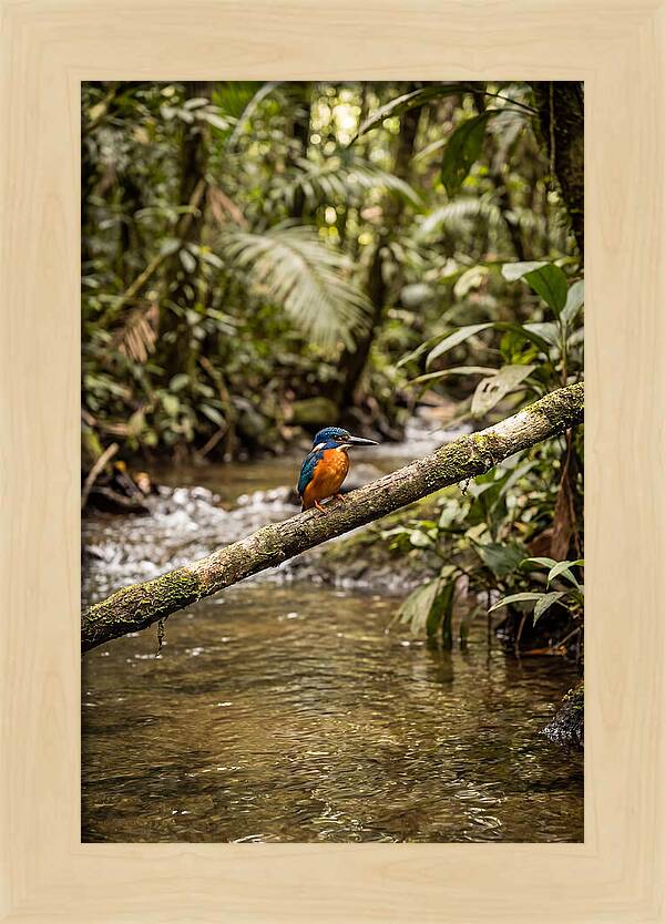 Azure Kingfisher Perched Above Water