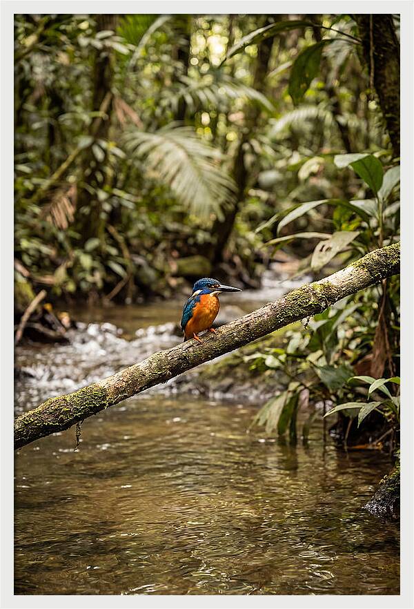 Azure Kingfisher Perched Above Water