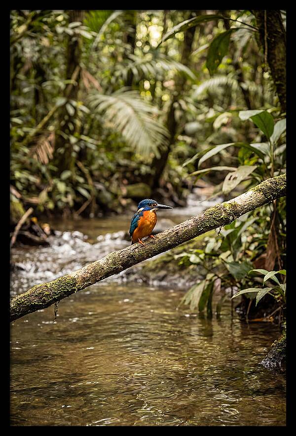 Azure Kingfisher Perched Above Water