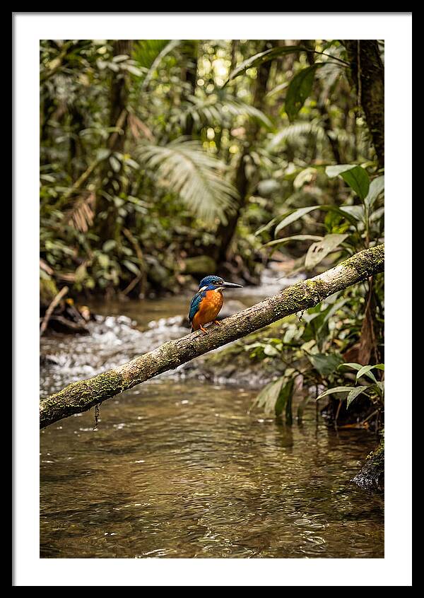 Azure Kingfisher Perched Above Water