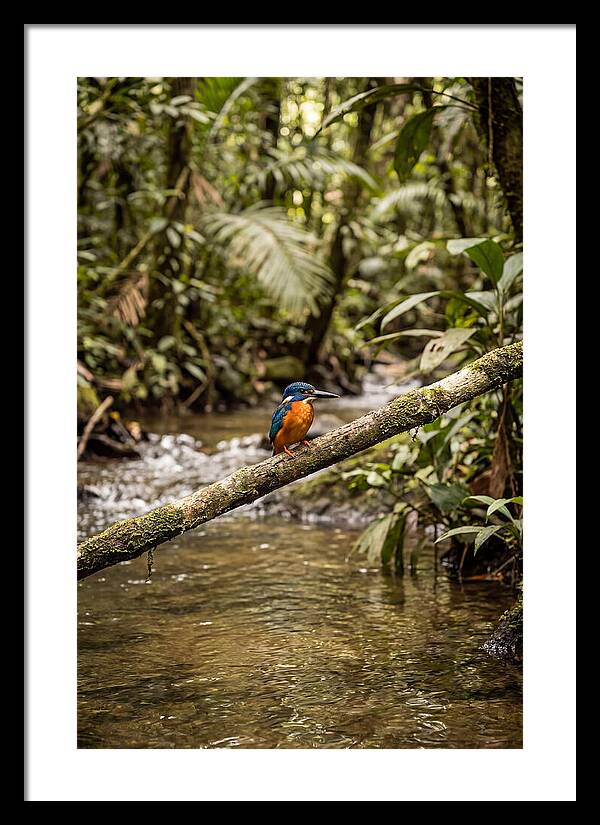 Azure Kingfisher Perched Above Water