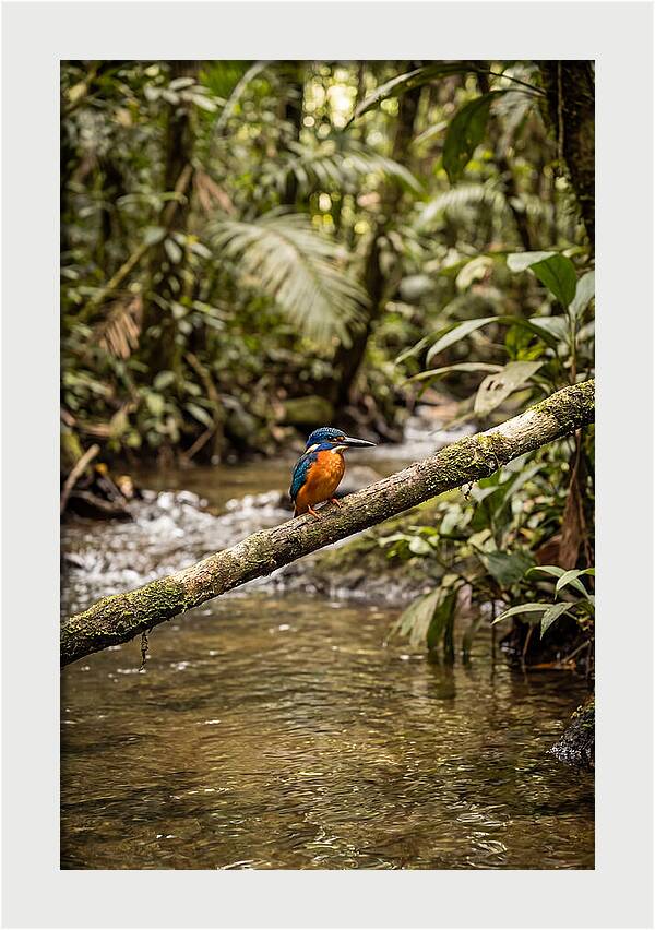 Azure Kingfisher Perched Above Water