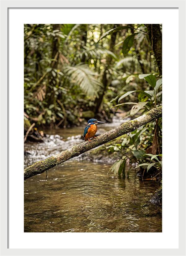 Azure Kingfisher Perched Above Water