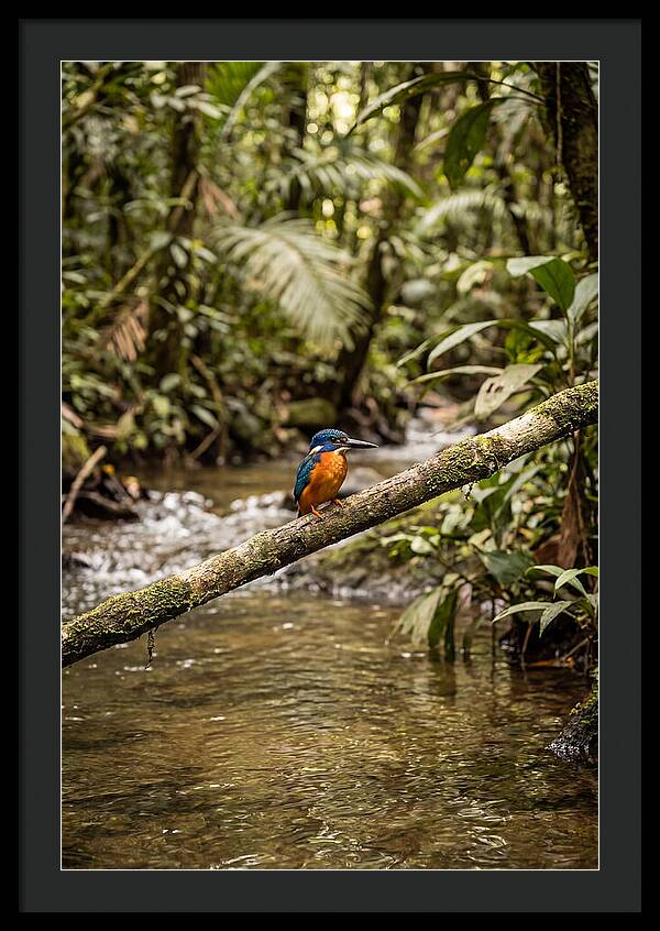 Azure Kingfisher Perched Above Water