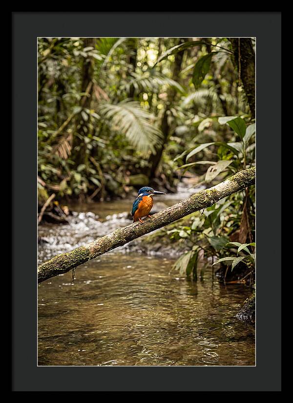 Azure Kingfisher Perched Above Water