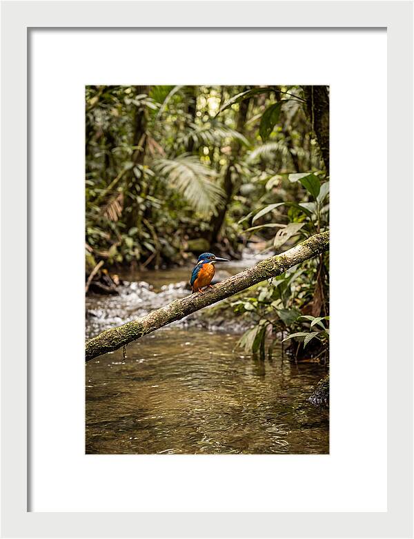 Azure Kingfisher Perched Above Water