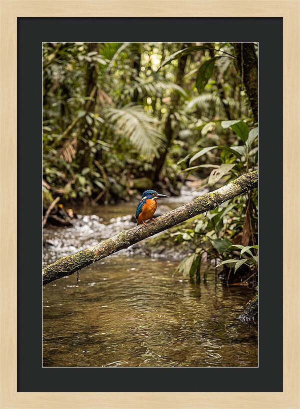 Azure Kingfisher Perched Above Water