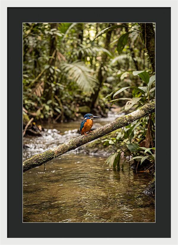 Azure Kingfisher Perched Above Water