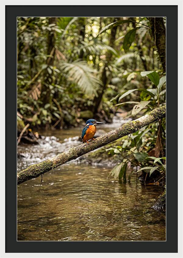Azure Kingfisher Perched Above Water