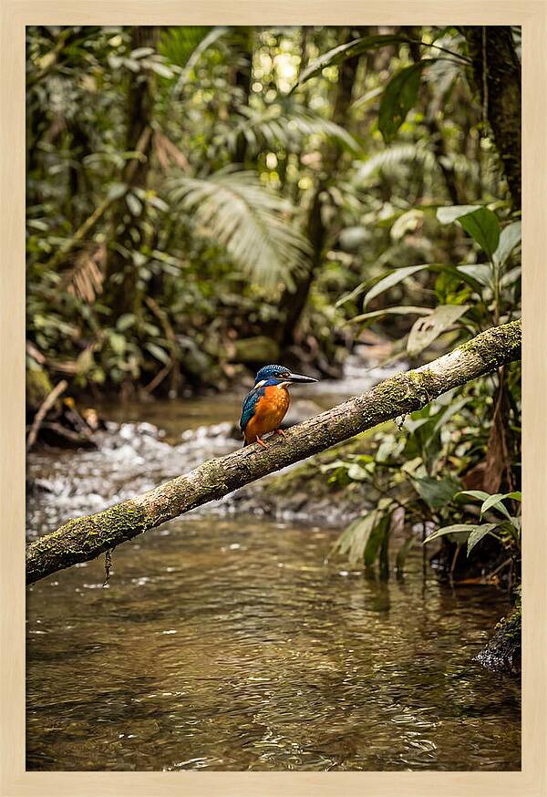 Azure Kingfisher Perched Above Water