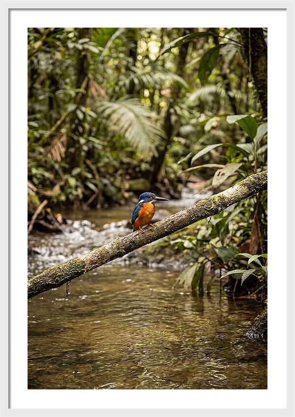 Azure Kingfisher Perched Above Water
