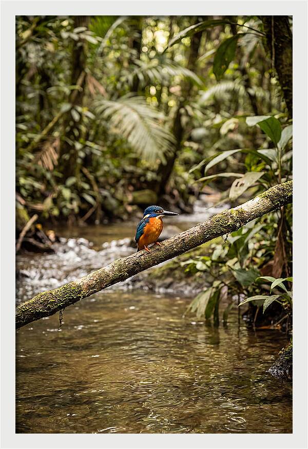 Azure Kingfisher Perched Above Water