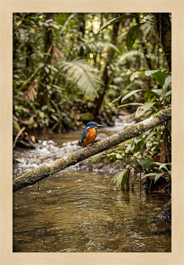 Azure Kingfisher Perched Above Water