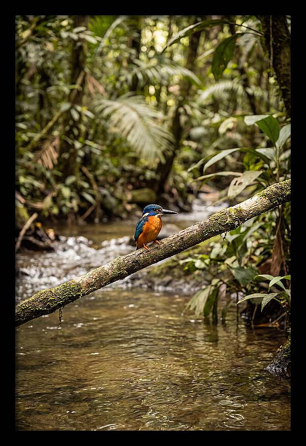 Azure Kingfisher Perched Above Water