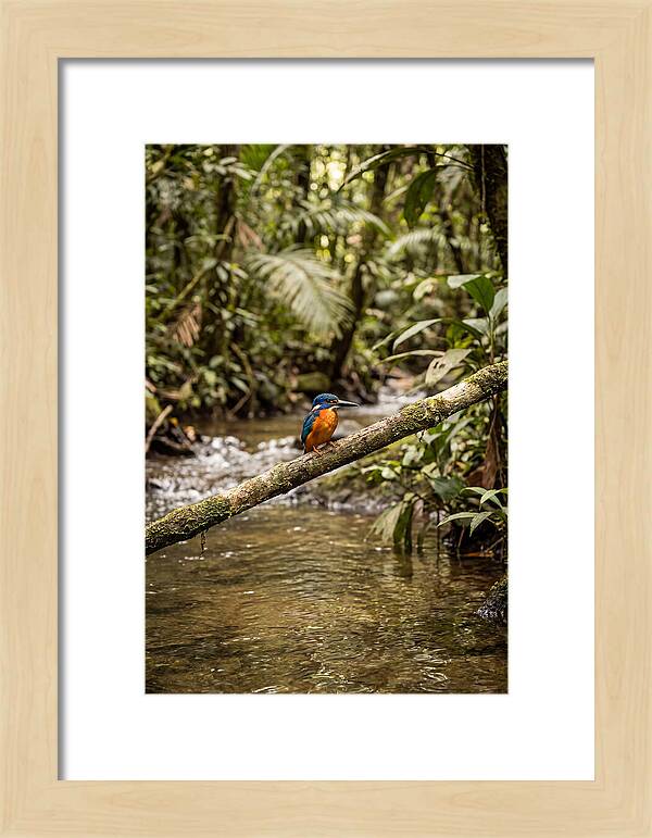 Azure Kingfisher Perched Above Water