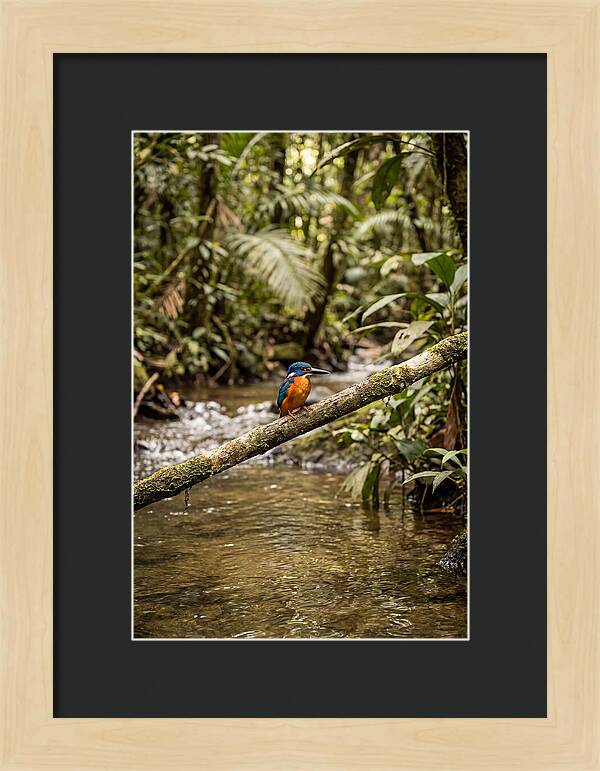 Azure Kingfisher Perched Above Water