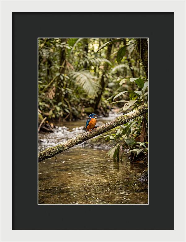 Azure Kingfisher Perched Above Water