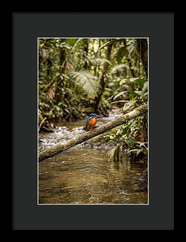 Azure Kingfisher Perched Above Water