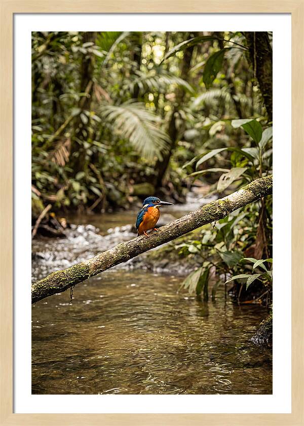 Azure Kingfisher Perched Above Water